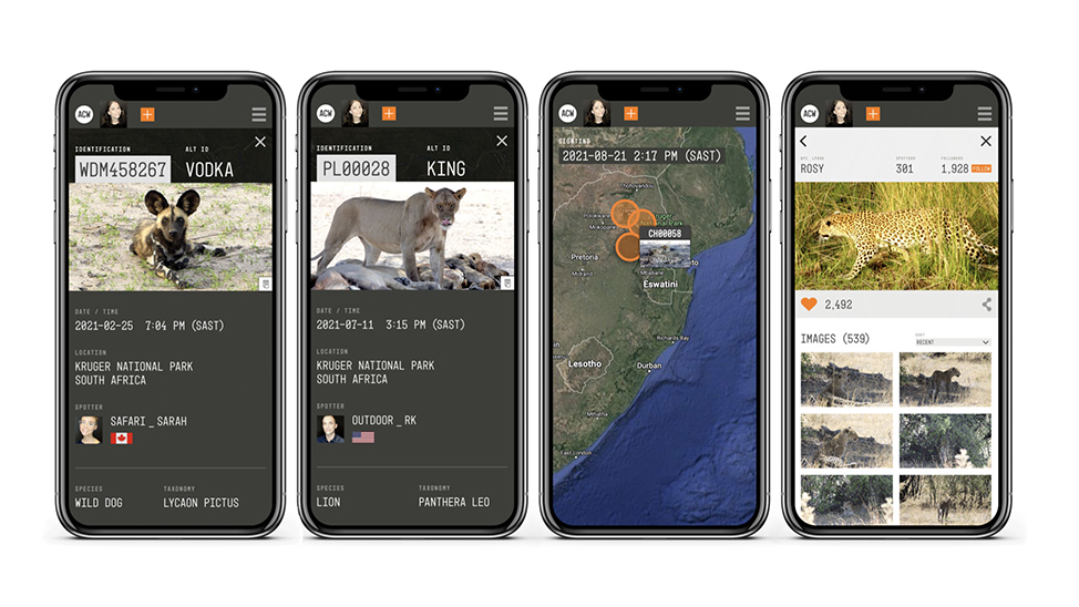 Four smartphones display wildlife tracking apps, showing wild animal info, GPS tracking on a map, and wildlife images. Tags include wild dog, lion, and cheetah.